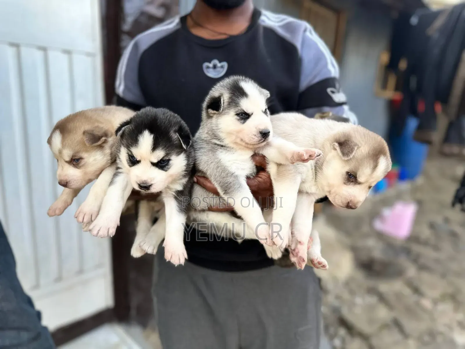 1-3 months Male Purebred Siberian Husky
