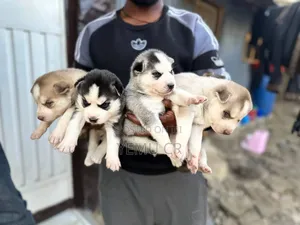 Photo - 1-3 months Male Purebred Siberian Husky