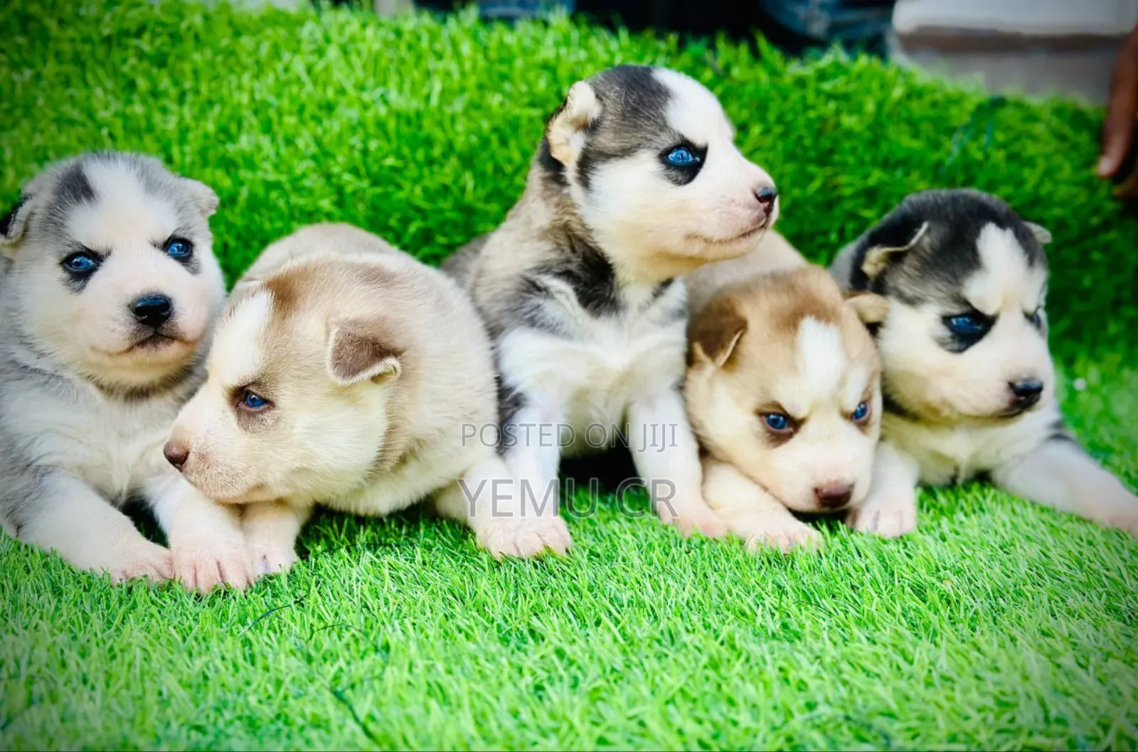 1-3 months Male Purebred Siberian Husky