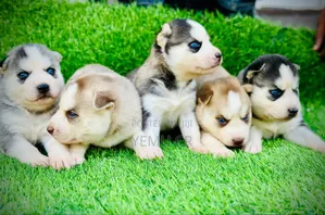 1-3 months Male Purebred Siberian Husky