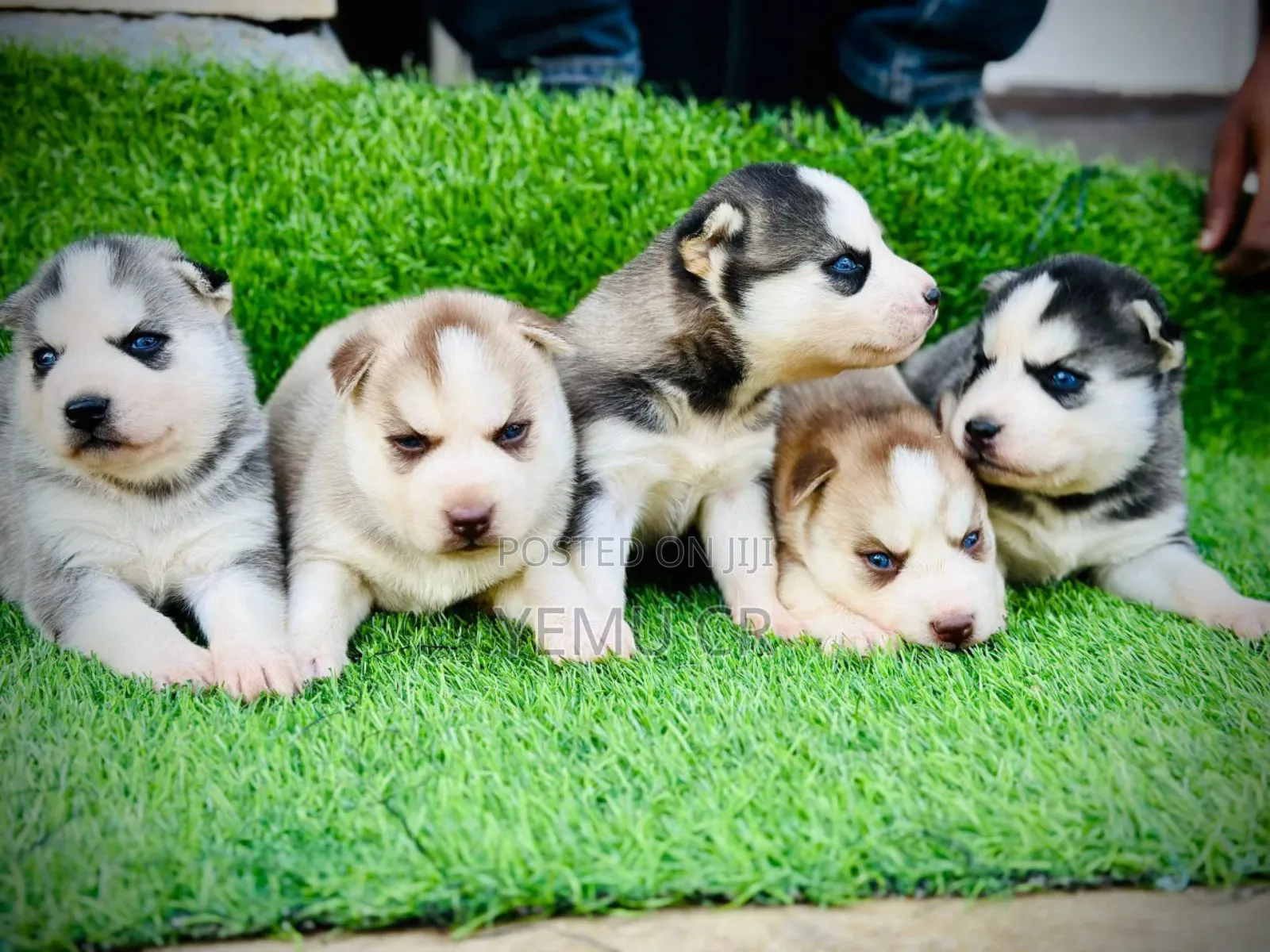 1-3 months Male Purebred Siberian Husky
