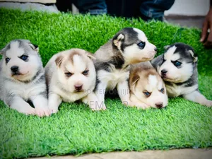 1-3 months Male Purebred Siberian Husky