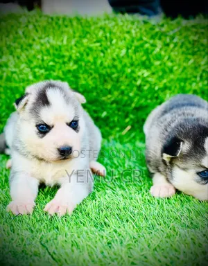 1-3 months Male Purebred Siberian Husky