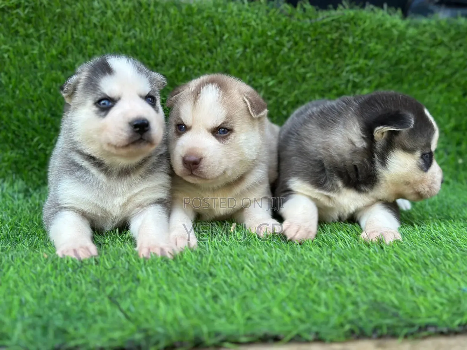 1-3 months Male Purebred Siberian Husky