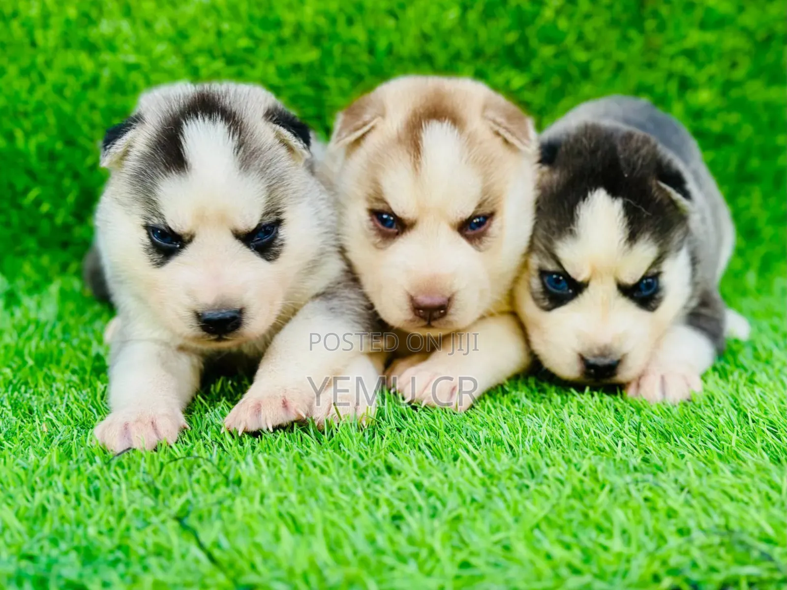 1-3 months Male Purebred Siberian Husky