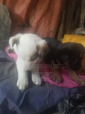 Photo - 1-3 months Male Mixed Breed Fox Terrier