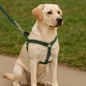 Photo - Dog Normal Addjustable Harness