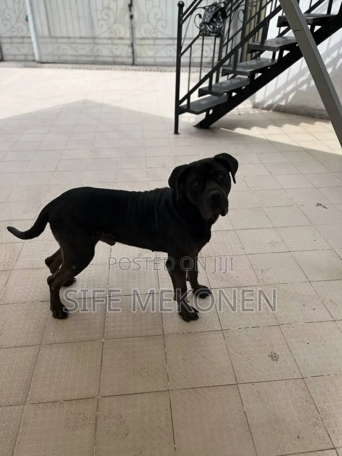 1-3 months Male Purebred Boerboel