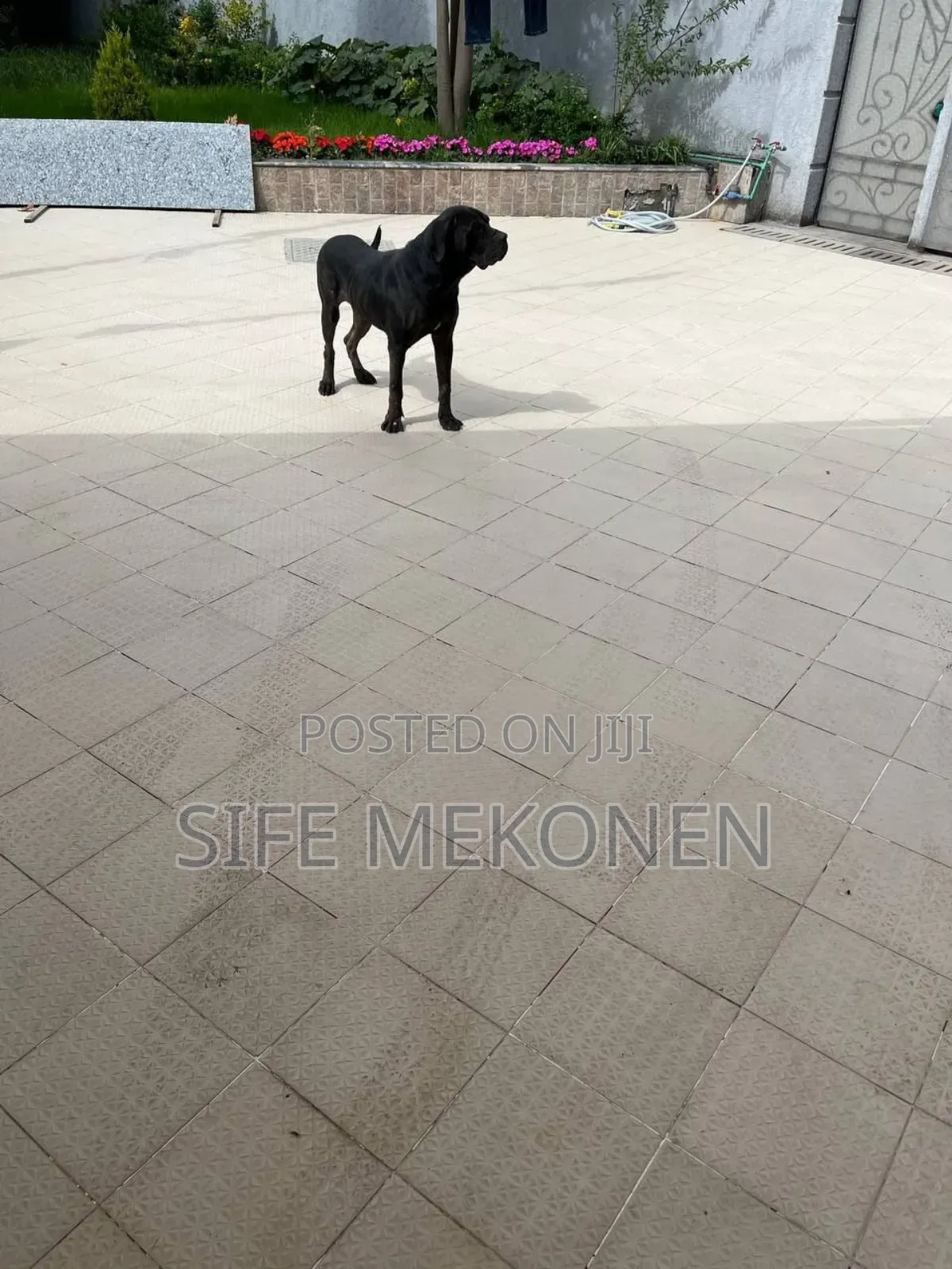 1-3 months Male Purebred Boerboel