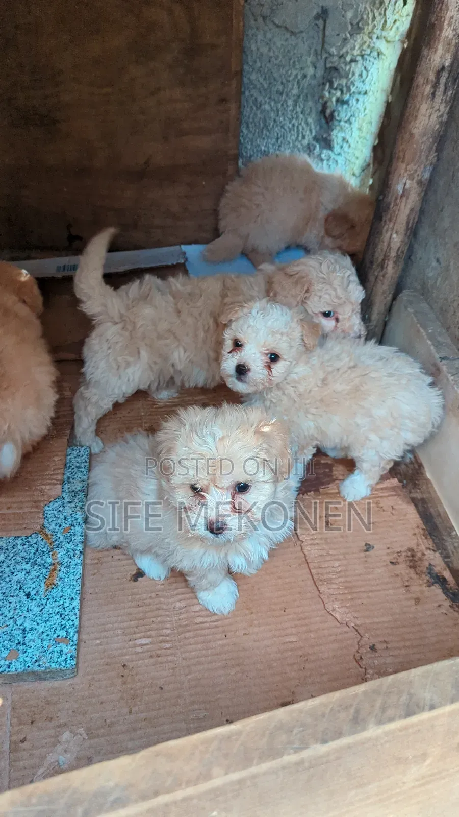 1-3 months Male Purebred Maltese