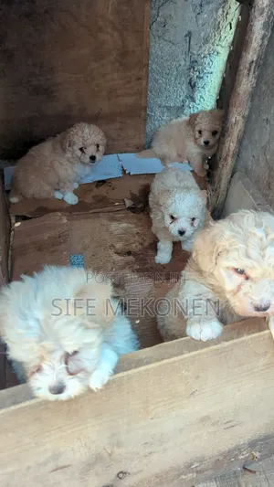 1-3 months Male Purebred Maltese