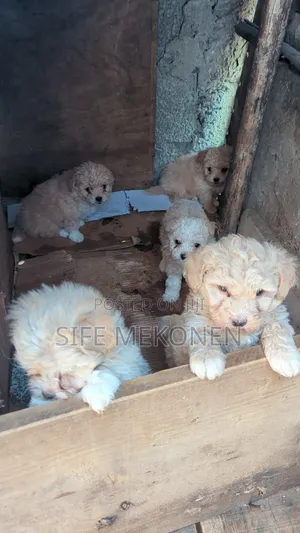 1-3 months Male Purebred Maltese