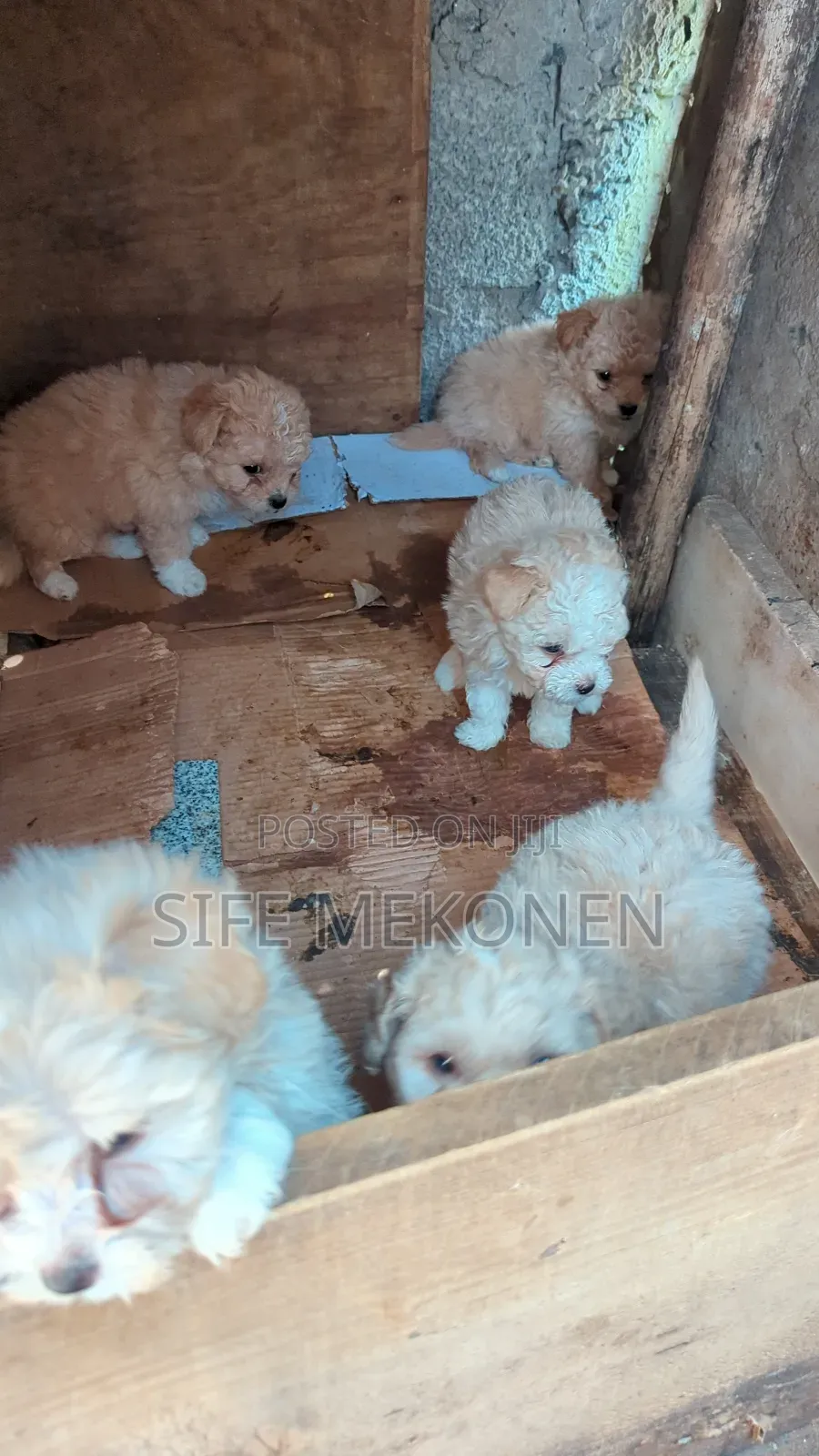 1-3 months Male Purebred Maltese