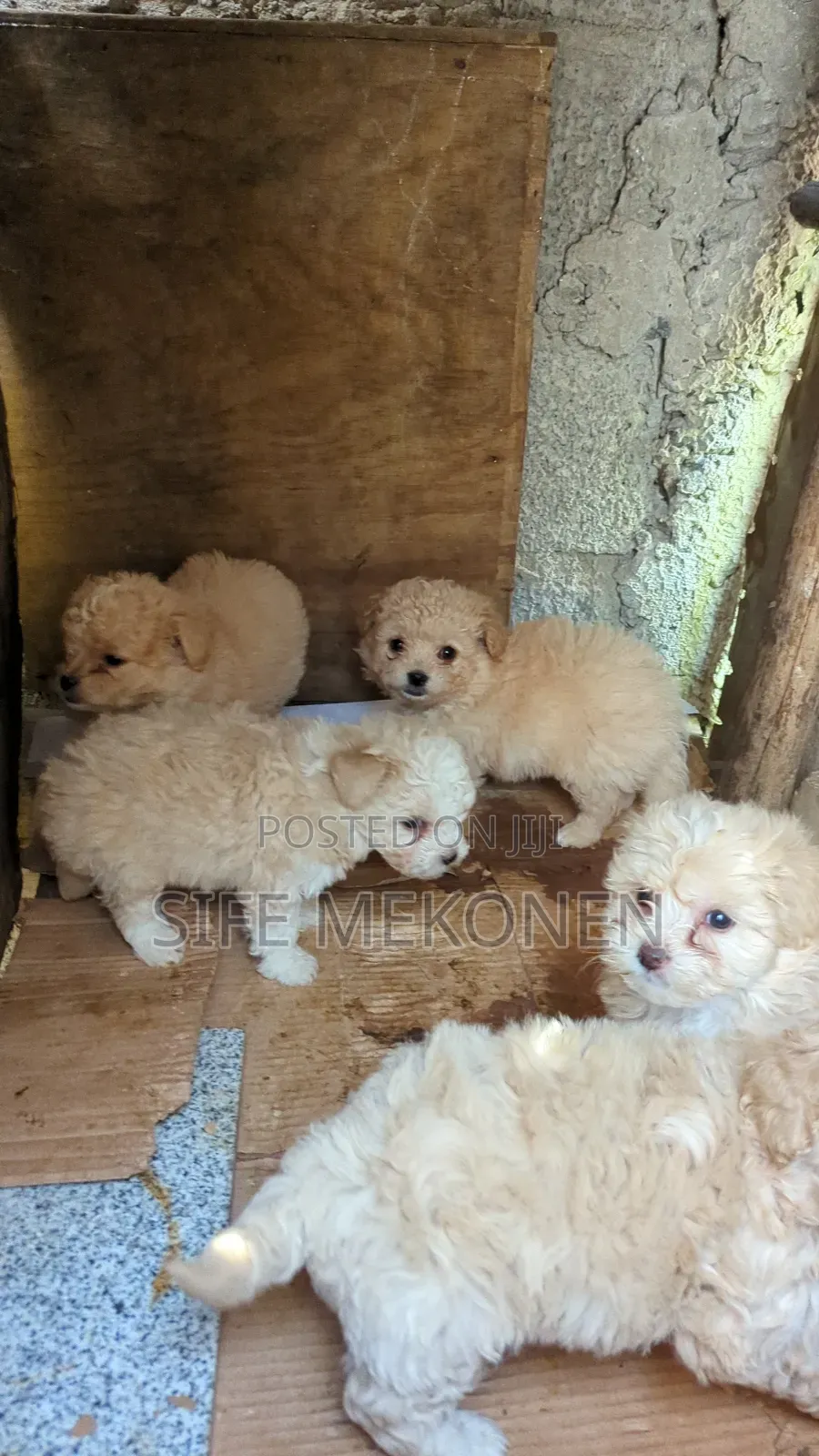 1-3 months Male Purebred Maltese