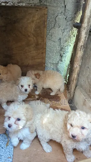 1-3 months Male Purebred Maltese