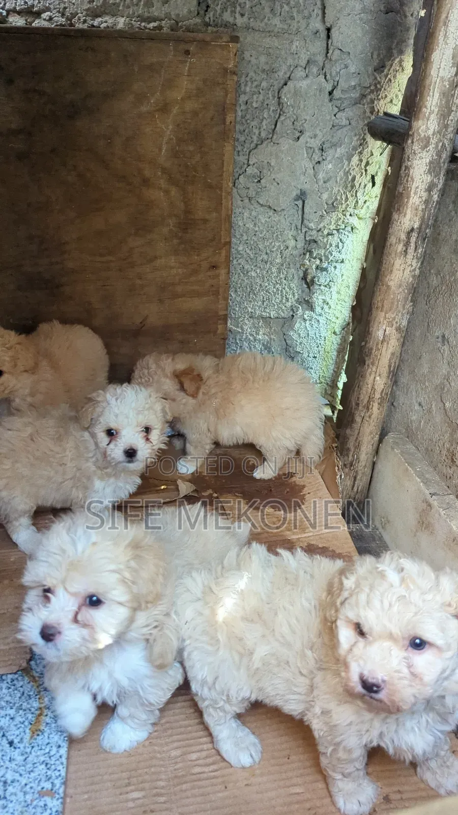 1-3 months Male Purebred Maltese