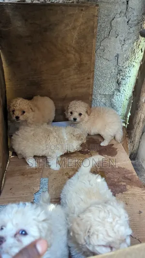 1-3 months Male Purebred Maltese