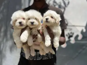 1-3 months Male Purebred Maltese