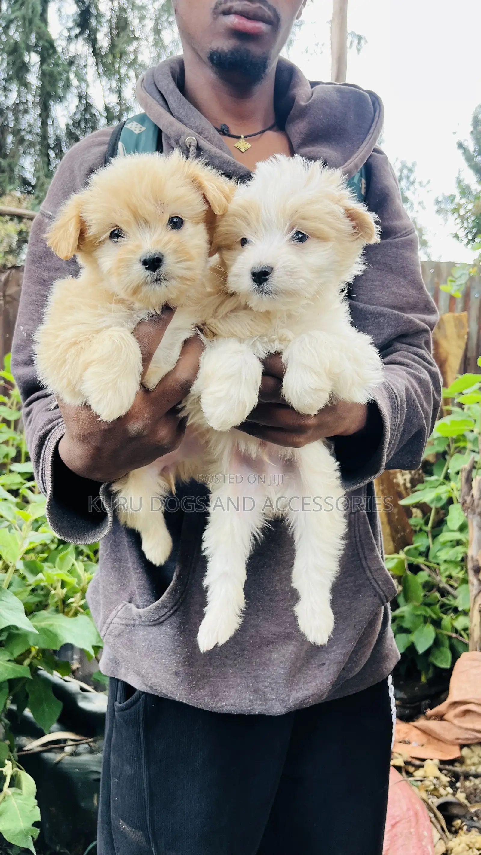 1-3 months Male Purebred Maltese