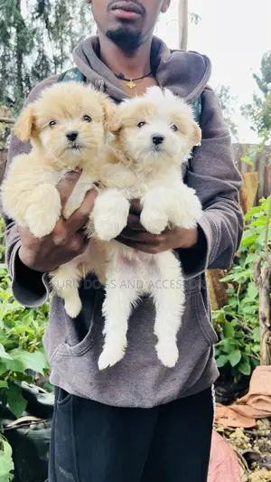 Photo - 1-3 months Male Purebred Maltese