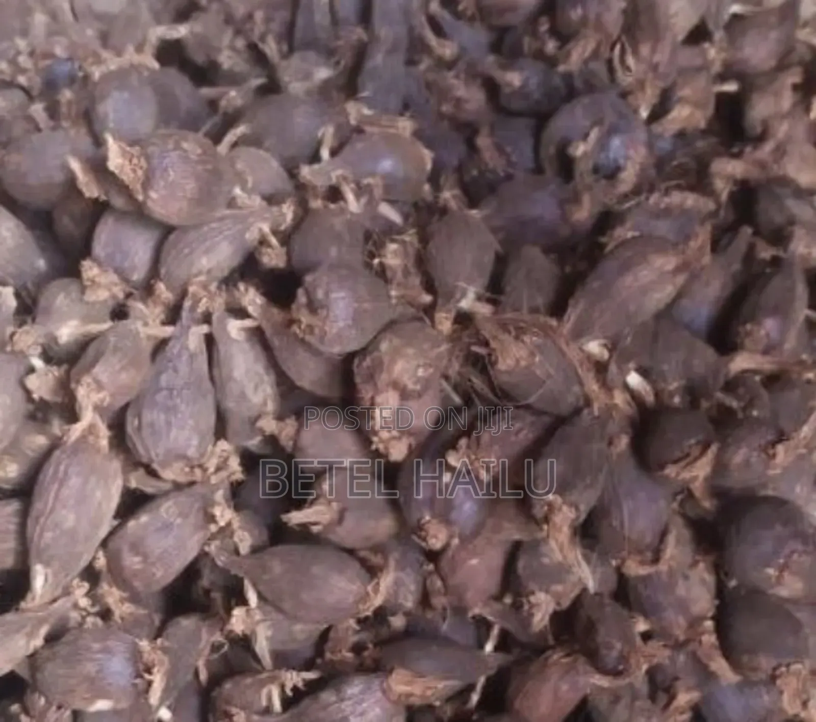 ደረቅ የቦንጋ ኮረሪማ