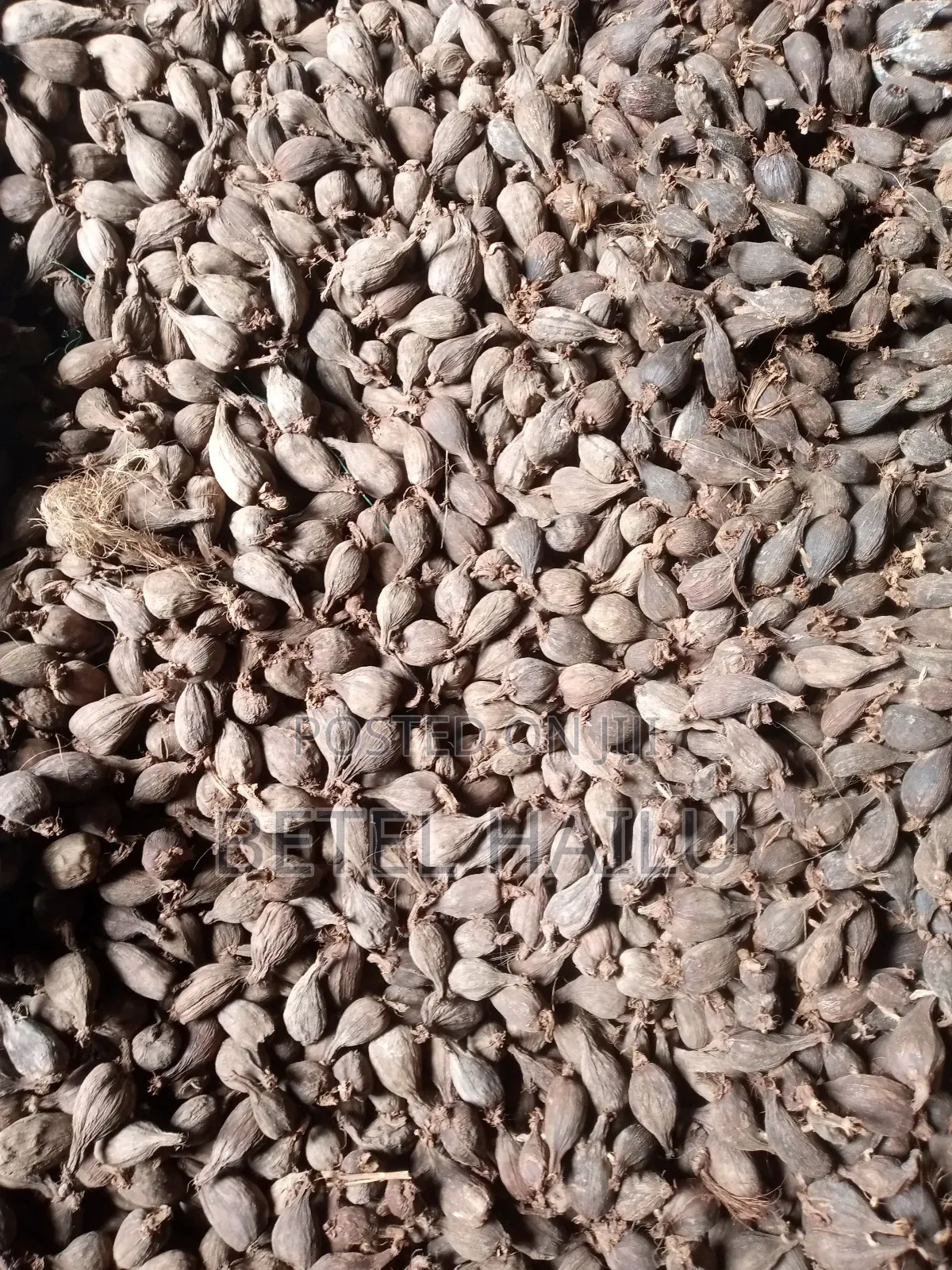 ደረቅ የቦንጋ ኮረሪማ