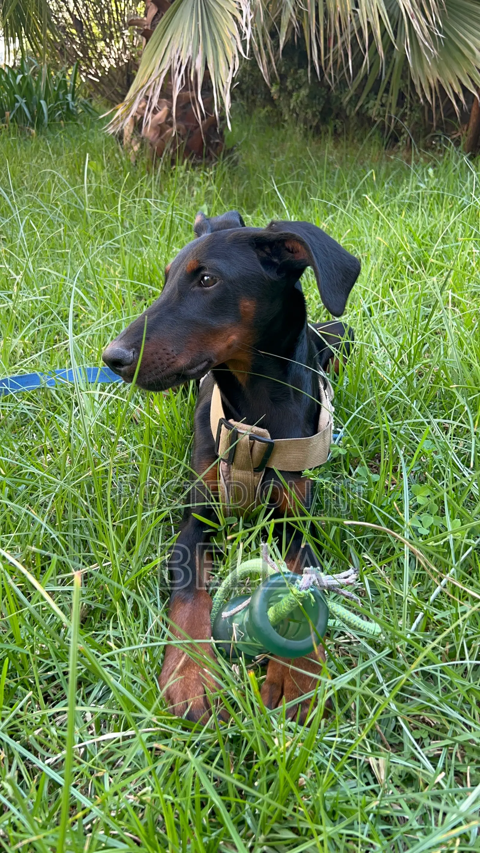 3-6 months Male Purebred Doberman Pinscher