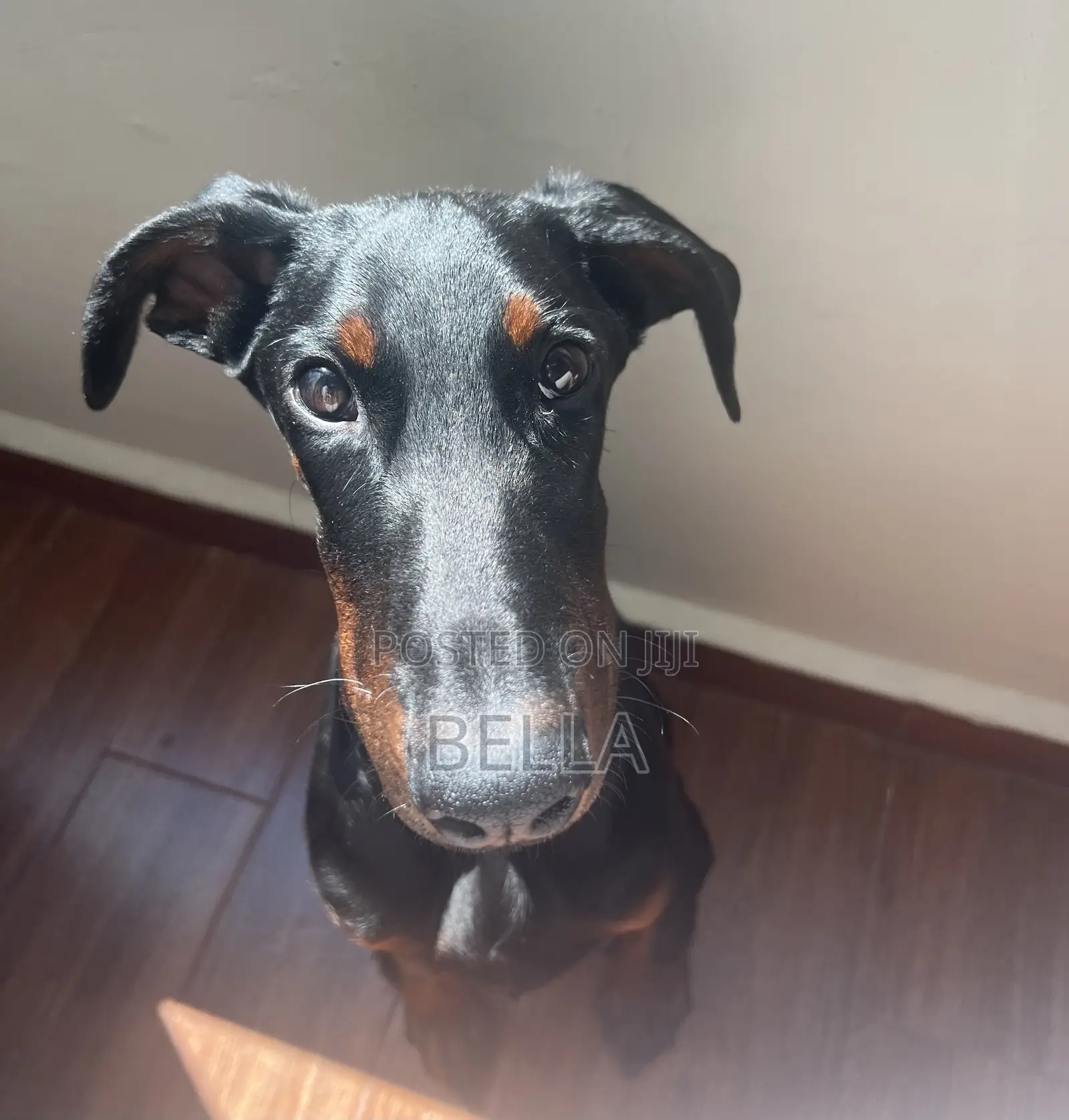 3-6 months Male Purebred Doberman Pinscher
