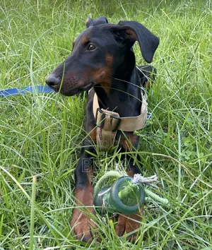 3-6 months Male Purebred Doberman Pinscher