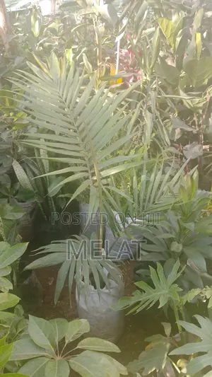 Photo - Palm Tree Natural