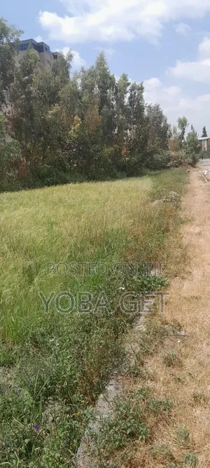 አስቸካይ የሚሸጥ የጨረታ ቦታ