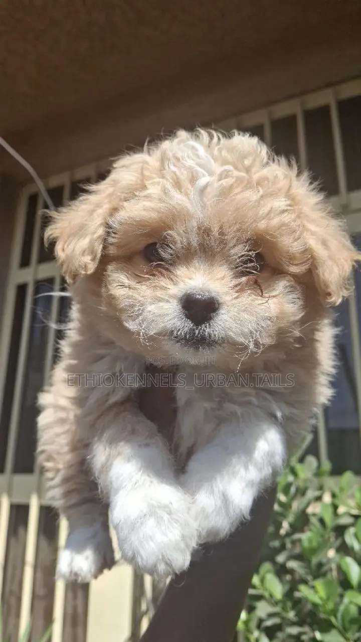 1-3 months Male Purebred Maltese