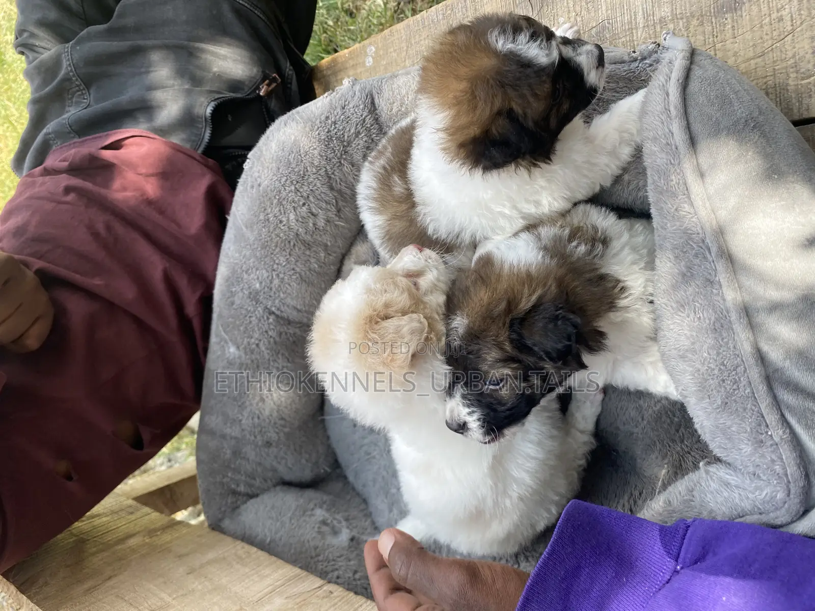 1-3 months Male Purebred Maltese