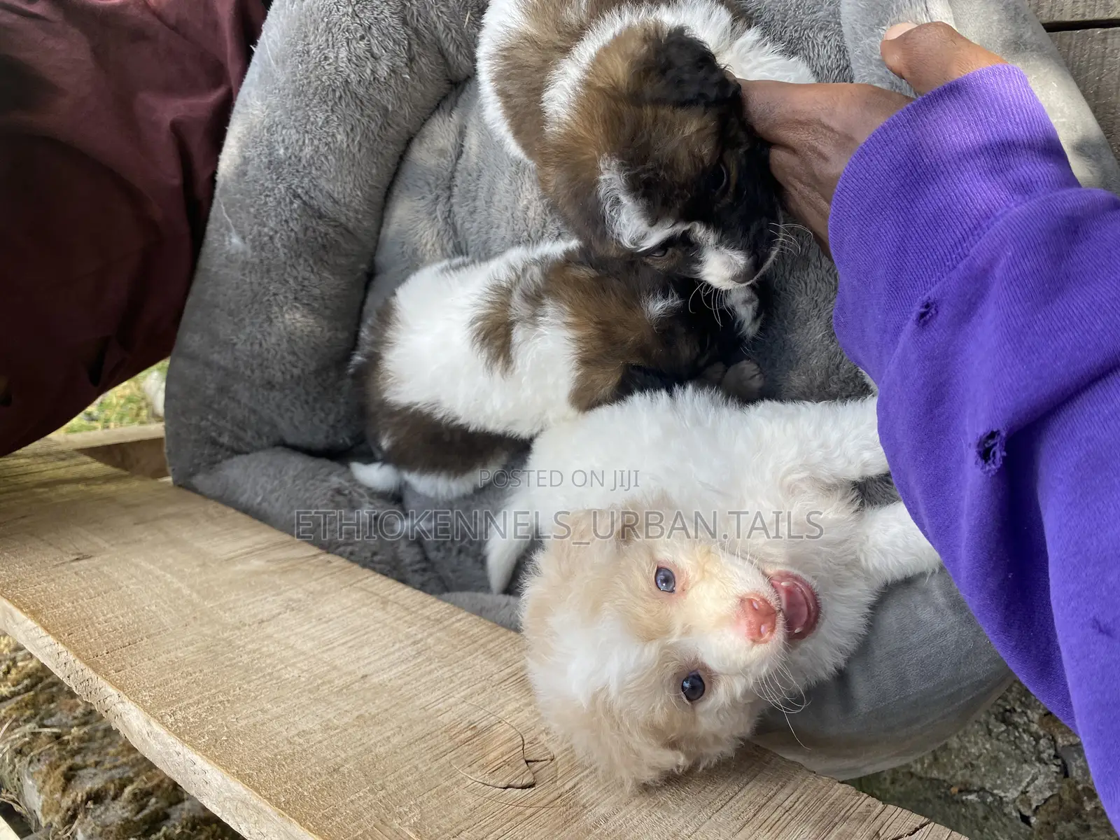 1-3 months Male Purebred Maltese