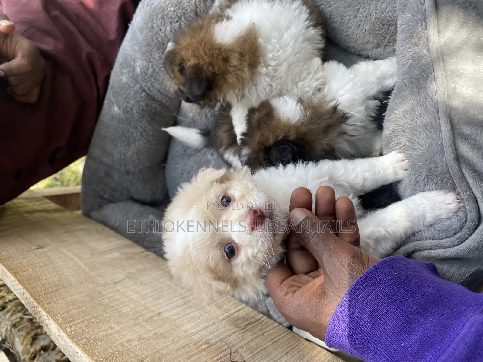 1-3 months Male Purebred Maltese