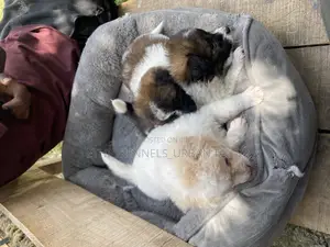 1-3 months Male Purebred Maltese