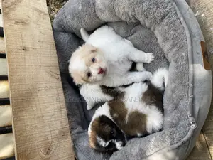 1-3 months Male Purebred Maltese