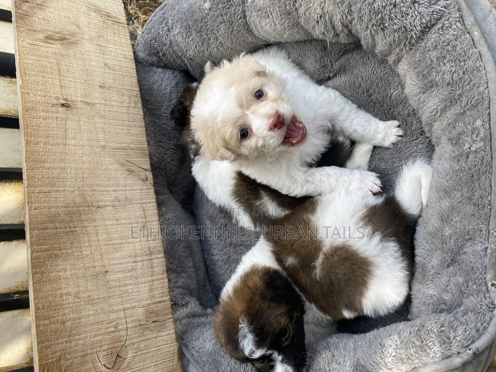 1-3 months Male Purebred Maltese