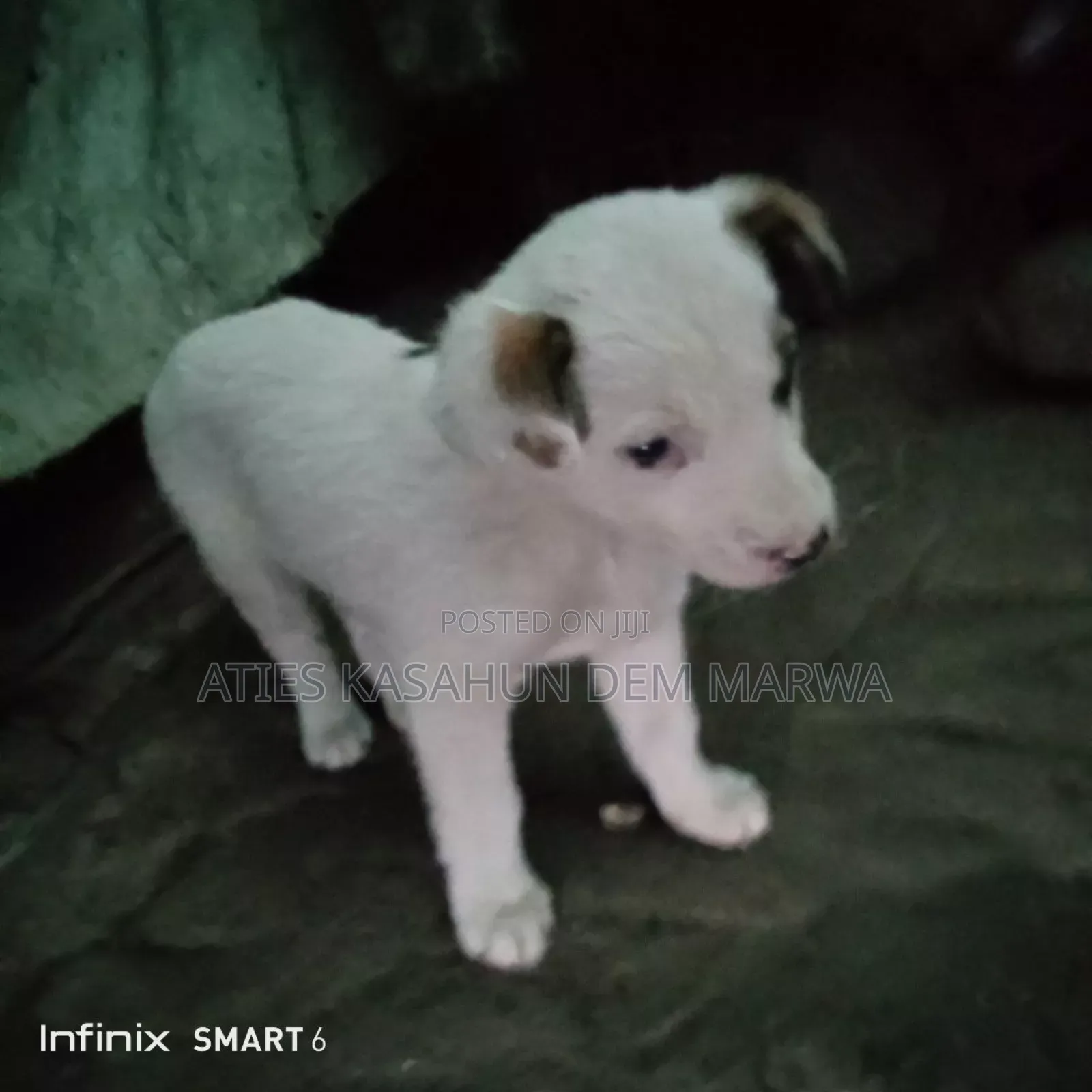 1-3 months Male Mixed Breed Fox Terrier
