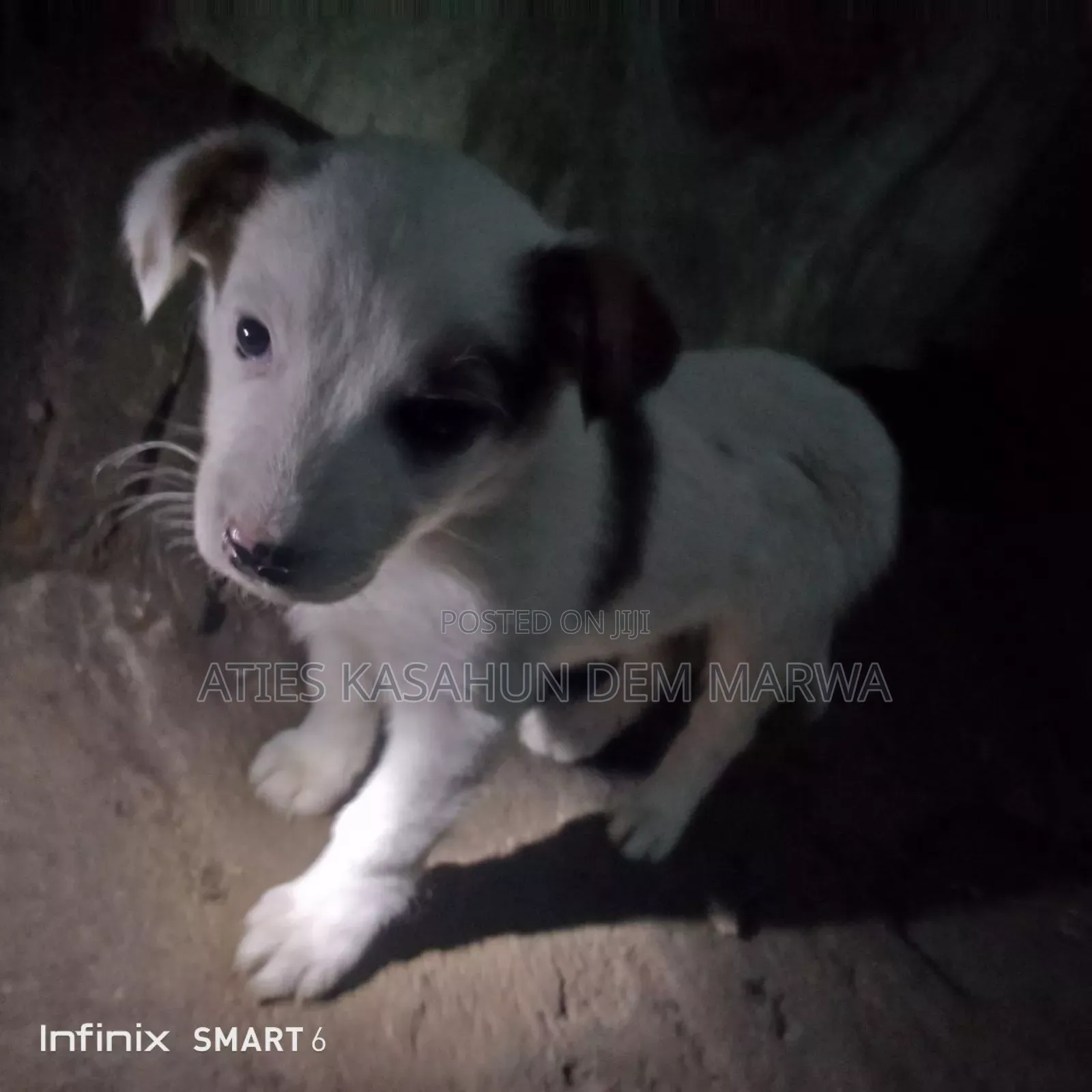 1-3 months Male Mixed Breed Fox Terrier