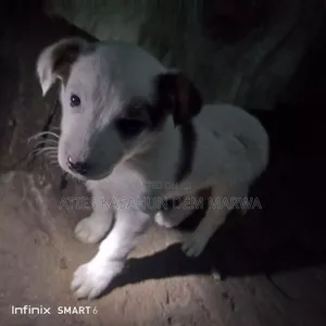 1-3 months Male Mixed Breed Fox Terrier