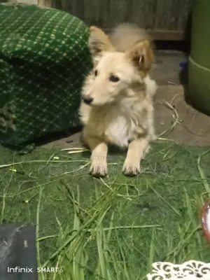 1-3 months Male Mixed Breed Fox Terrier