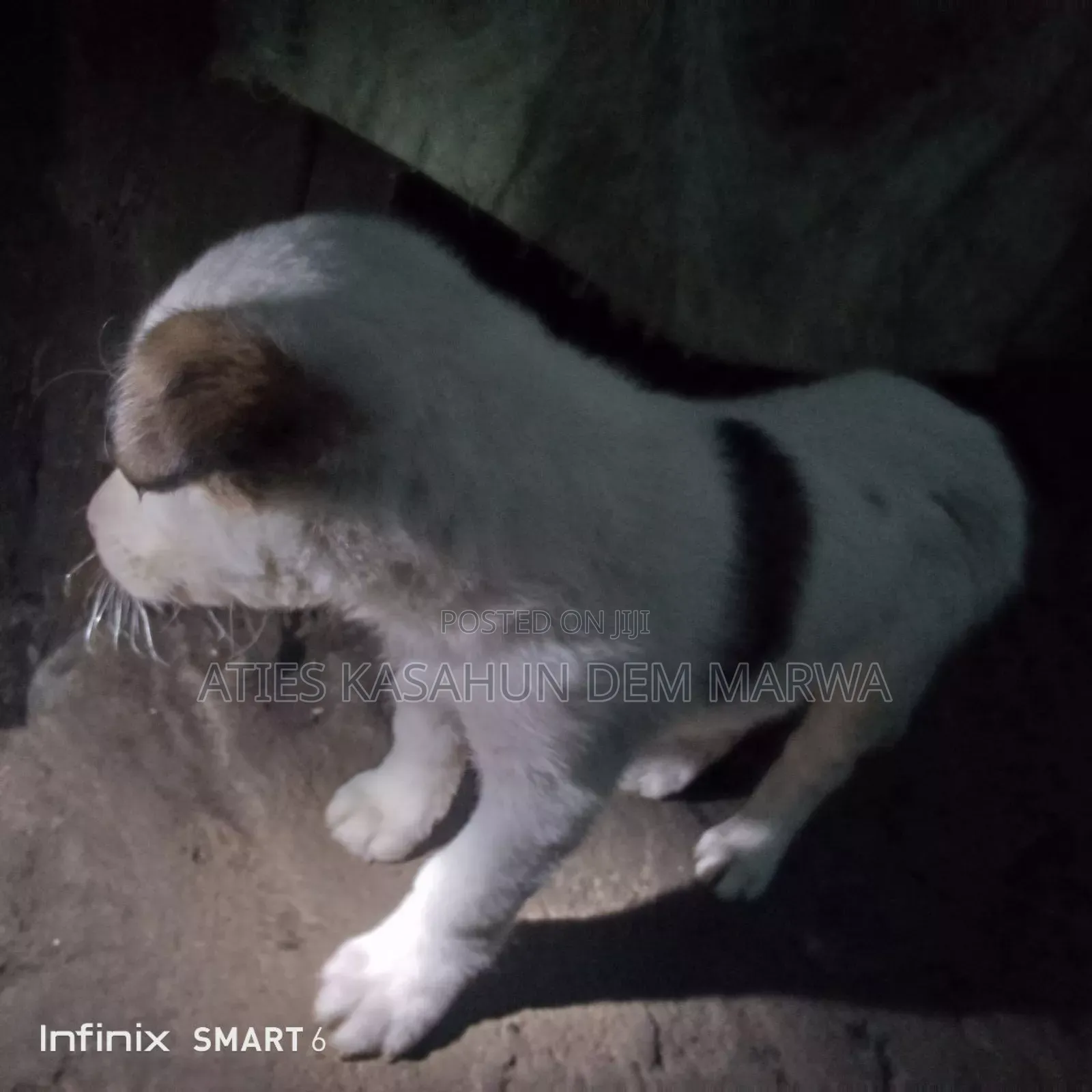 1-3 months Male Mixed Breed Fox Terrier