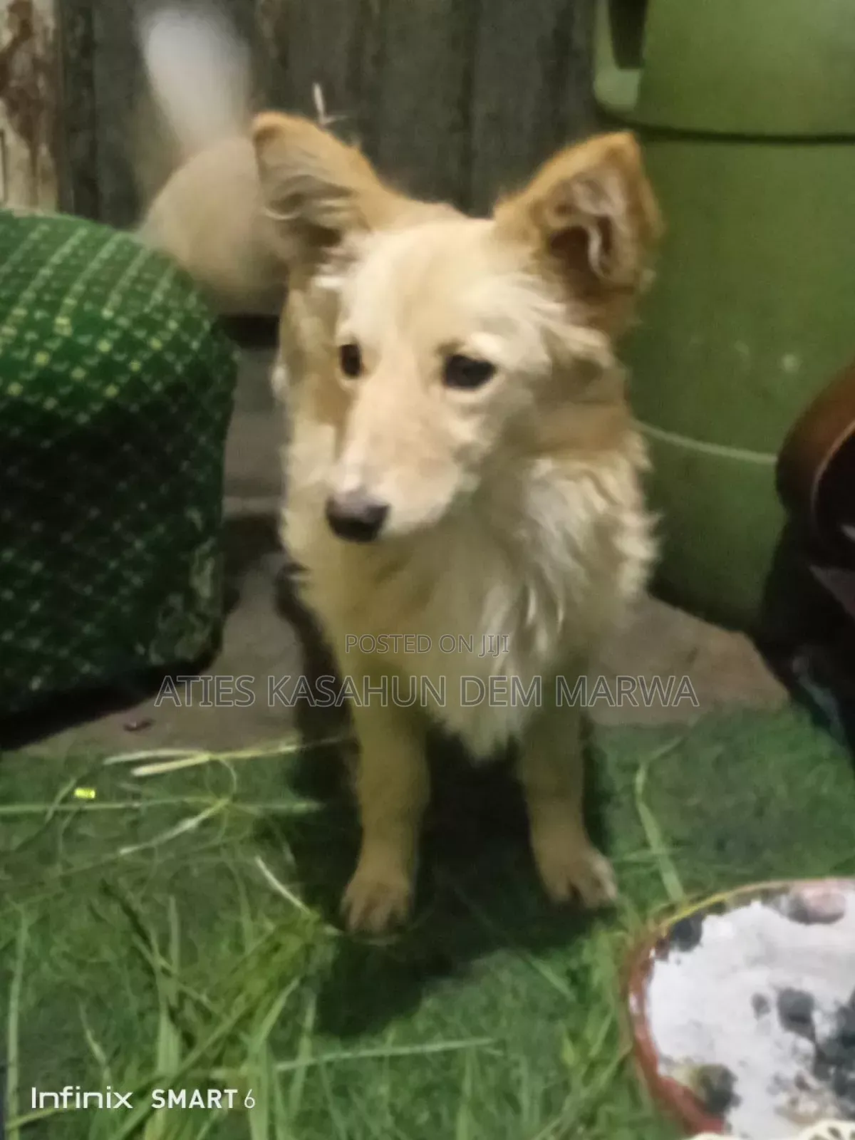 1-3 months Male Mixed Breed Fox Terrier