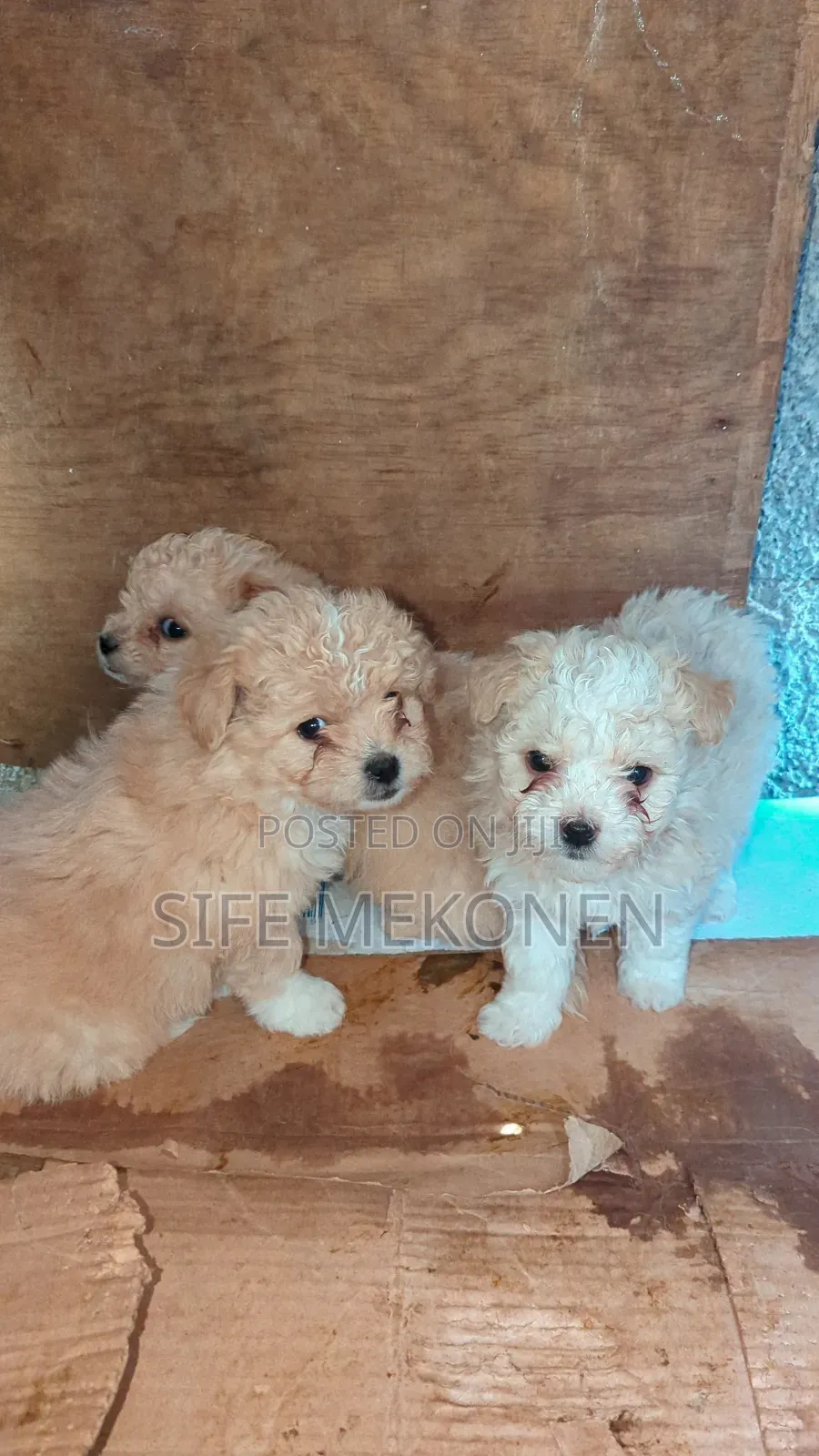 1-3 months Male Purebred Maltese