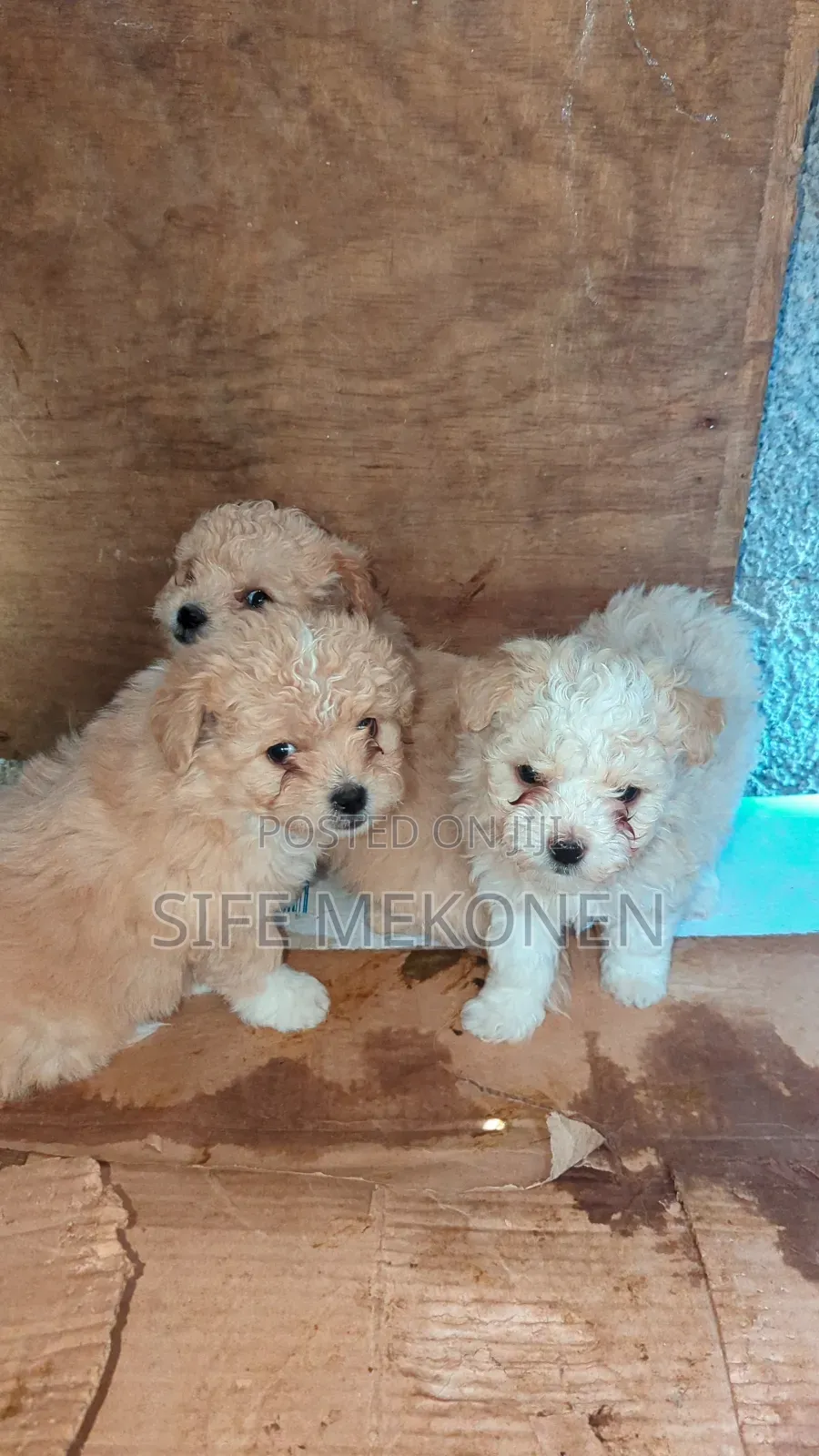 1-3 months Male Purebred Maltese