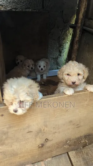 1-3 months Male Purebred Maltese