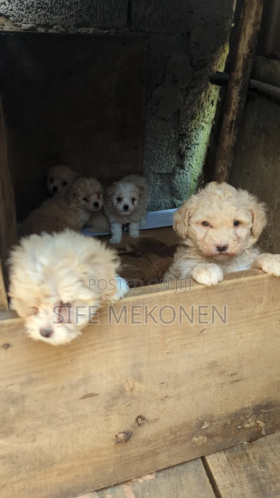 1-3 months Male Purebred Maltese