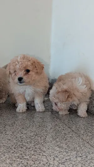 1-3 months Male Purebred Maltese