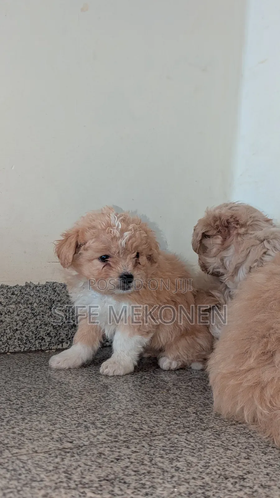 1-3 months Male Purebred Maltese